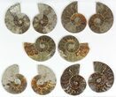 Lot: / - Cut Ammonite Pairs (Grade C) - Pairs #77102-2